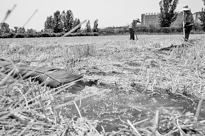 連日來，黃淮海持續(xù)高溫少雨，部分地區(qū)旱情仍在發(fā)展。圖為山東省肥城市通過蓄引提調相結合的辦法，多措并舉搶灌溉、保苗情。 新華社發(fā)