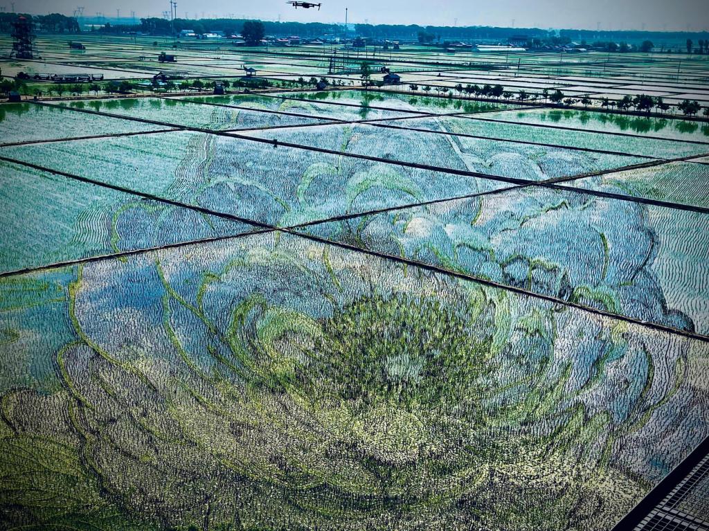 國色山河主題稻田畫。人民網(wǎng)記者 任妍攝