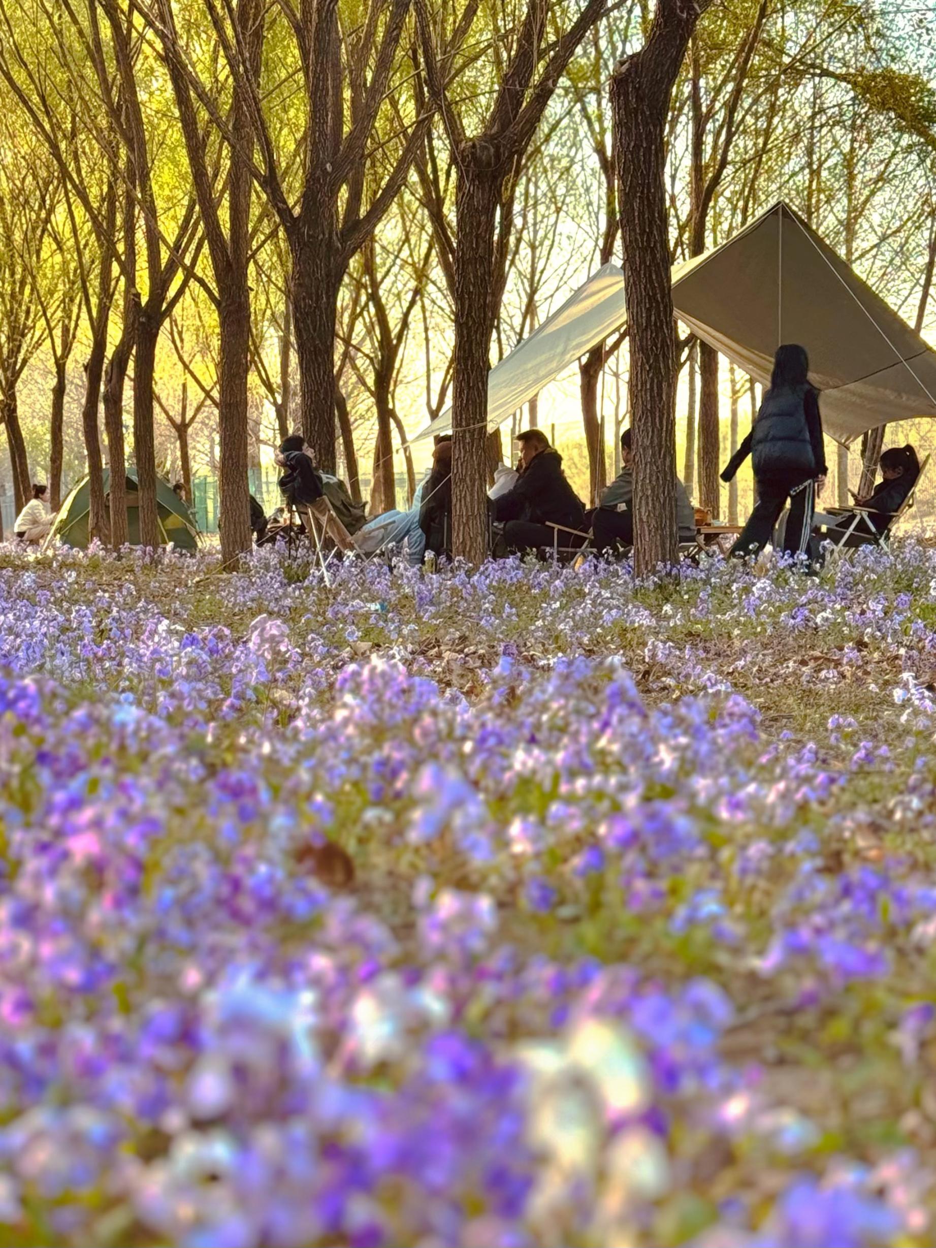 清明假期期間，范女士一家在北京溫榆河邊露營。受訪者供圖