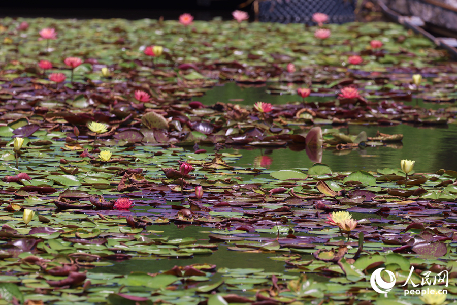藏在繁花深處的3朵雙色睡蓮。人民網(wǎng)記者 陳博攝