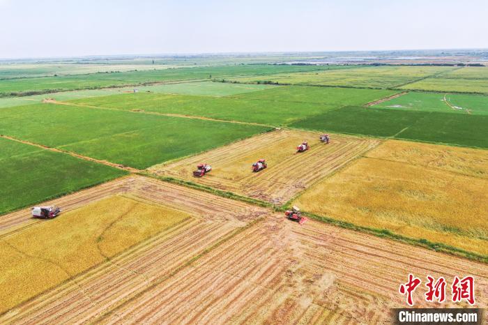 圖為在南昌縣大田農(nóng)社，收割機正在收割早稻?！⒘?攝