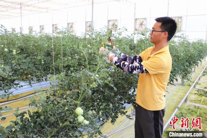 圖為在紅谷灘區(qū)元宇宙·VR數(shù)字農(nóng)業(yè)示范基地七彩番茄培育車間內，農(nóng)業(yè)技術員正在對番茄植株進行修剪?！⌒苠\陽 攝
