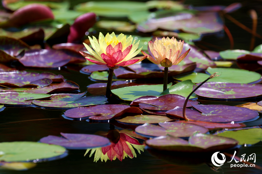 雙色睡蓮與翠綠的蓮葉、清澈的池水相映成畫。人民網(wǎng)記者 陳博攝